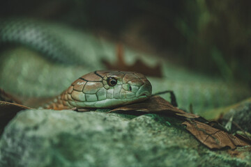 Obraz premium King cobra snake portrait among the rocks