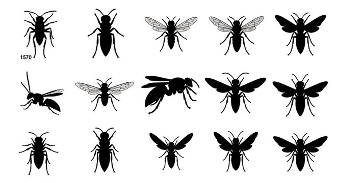 Black vector insect silhouettes set: ant, bee, wasp, fly, beetle, spider, bug, mosquito, isolated on white