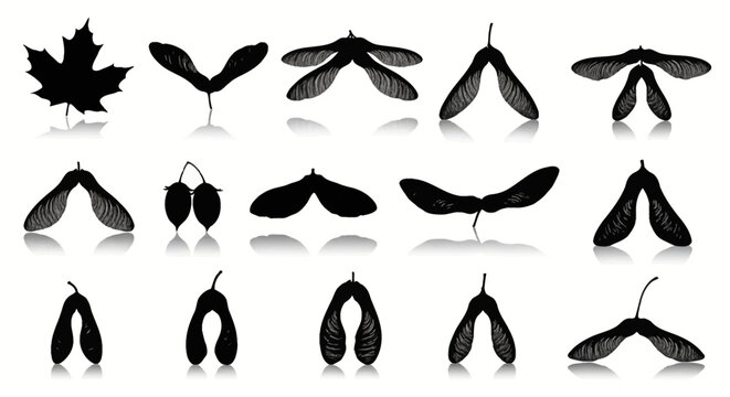 Black silhouette vector collection of various maple tree leaves and samara seeds with reflections, isolated on white background