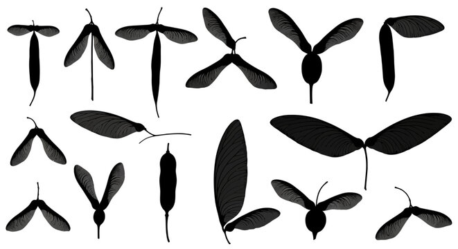 Black silhouette vector collection of 15 different maple seed samaras with various wing shapes and orientations, isolated on white background