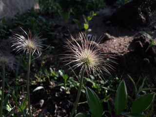 It is the seed of the Pulsatilla koreana (Pasqueflower)