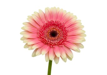 A single gerbera daisy with pink and cream petals is shown in a close up studio shot