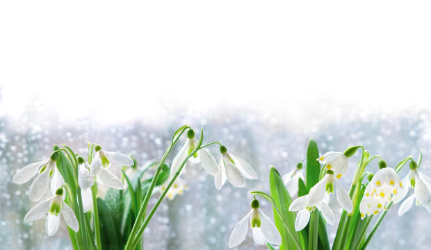 white snowdrops flowers close up on abstract light nature background. Galanthus nivalis and leucojum aestivum snowdrops, first flowers, symbol of early spring season. nature inspiration. soft focus