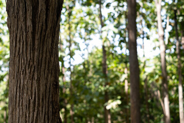 Obraz premium Tree trunk in a green forest with natural light and soft bokeh background, symbolizing nature, sustainability, environmental conservation, forest ecosystem, natural texture, peaceful outdoor woodland.