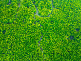 Aerial top view mangrove forest in krabi thailand