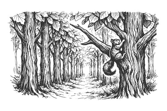 Detailed Vector Illustration of a Forest Path with a Squirrel Climbing a Large Oak Tree in Classic Black and White Line Art Engraving Style