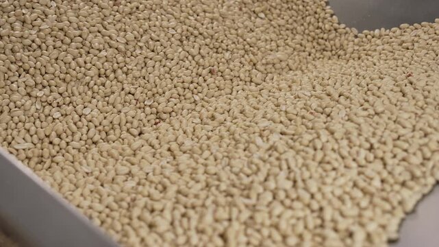Processing and roasting of peanuts on an industrial scale. Industrial food production. Peanuts on conveyor belt in food processing plant production line