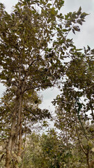 Fototapeta premium trees in the forest