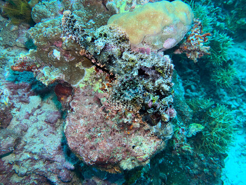 A well-camouflaged stonefish (Scorpaenopsis papuensis) blends seamlessly into the coral, showcasing its incredible ability to hide from predators and unsuspecting prey.