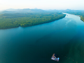 Top view mangrove forest trees,Amazing green nature forest background