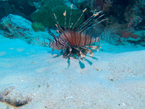 a striking lionfish glides over the sandy ocean floor, displaying its bold stripes and venomous spines
