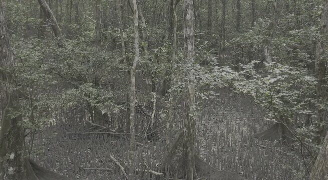 A dense mangrove forest in the Sundarbans, with tall tree trunks and lush green foliage creating a dark, wild, and natural atmosphere.