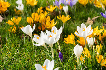 Fototapeta premium Colorful crocus flowers blooming in early spring. Low angle perspective with shallow depth of field, vibrant flowers, green grass. Concept of spring, urban nature, seasonal change, freshness.