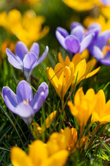 Fototapeta premium Colorful crocus flowers blooming in early spring. Low angle perspective with shallow depth of field, vibrant flowers, green grass. Concept of spring, urban nature, seasonal change, freshness.