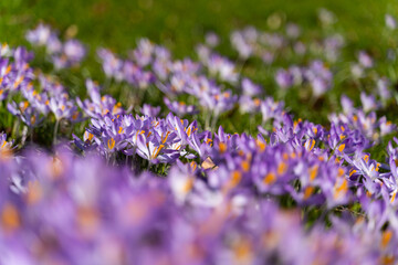Obraz premium Colorful crocus flowers blooming in early spring. Low angle perspective with shallow depth of field, vibrant purple flowers, green grass. Concept of spring, urban nature, seasonal change, freshness.