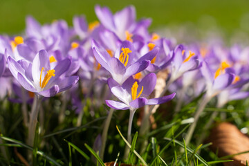 Colorful crocus flowers blooming in early spring. Low angle perspective with shallow depth of field, vibrant purple flowers, green grass. Concept of spring, urban nature, seasonal change, freshness.