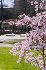 Fototapeta premium Blooming magnolia branches framing a modern park area near river in the background on a sunny spring day. Concept of springtime, city living, renewal, and harmony. Angelholm, Sweden