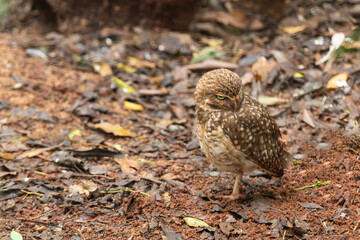 Angry face owl on the forest floor