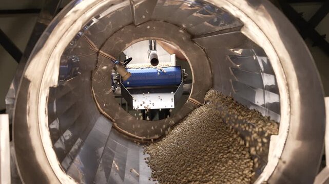 Processing and roasting of peanuts on an industrial scale. Industrial food production. Peanuts on conveyor belt in food processing plant production line