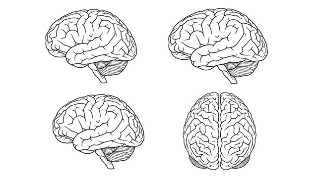 Detailed anatomical diagrams of the human brain from various perspectives, drawn in a clear outline style for educational purposes.