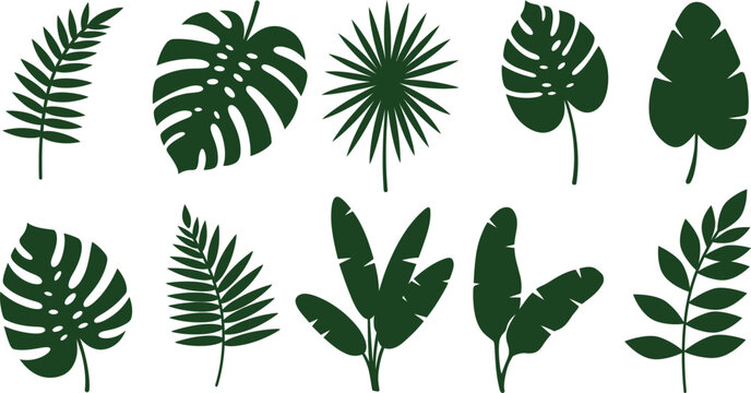 Collection of various tropical leaf shapes and types on white background
