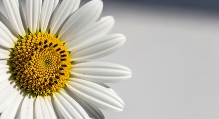 Obraz premium A beautiful macro closeup of a single white daisy flower blossom with yellow petals isolated in nature to showcase the spring flora and summer garden beauty