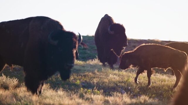 Herds of wild bison gathering in wilderness morning light
