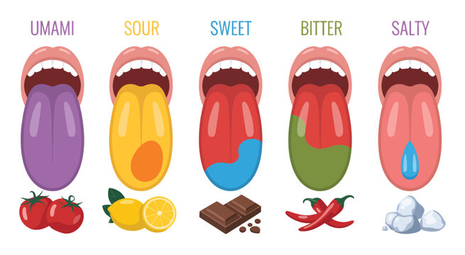 Mouth Taste Map Vector &ndash; Human Tongue Flavors Illustration for Sweet, Salty, Sour, Bitter, Umami