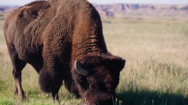 Lone male bison grazing in grassy Badlands wilderness