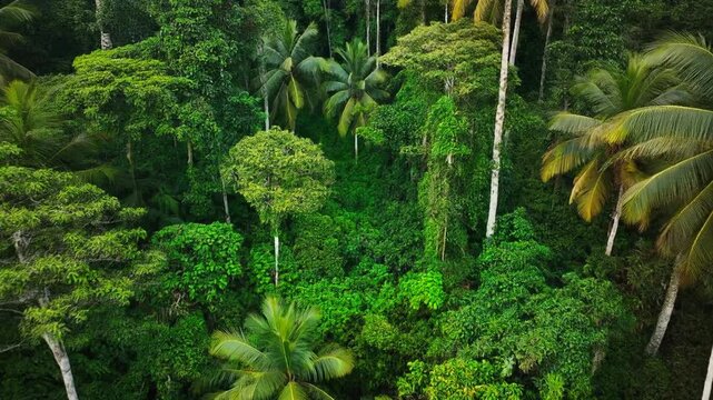 dense of green jungle with exotic palm-tree growing of tropical forest overview

