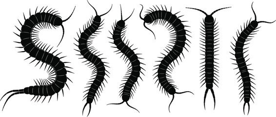 Black centipede silhouette set isolated on white background, various insect shapes for pest control icons, predatory arthropod vectors for nature designs. © Faruk Here