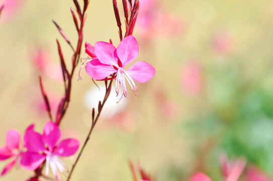 Butterfly Gaura, Crimson Butterflies, Gaura lindheimeri Engelm and A Gray, ONAGRACEAE, Siskiyou Pink