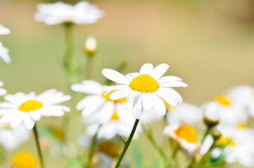 daisy or African Daisy, Argyranthemum Grandaisy or  Asteraceae or Bellis perennis or Cape Daisy or Dahlberg Daisy or Gold Carpet or Golden Fleece or Osteospermum or  Sunkissed Daisies or Thymophylia