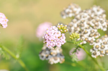Achillea, Achillea millefolium or Achillea millefolium L or  Asteraceae or Yarrow