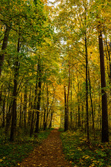Obraz premium Forest path in autumn park covered with falling leaves. Beautiful woodland landscape during fall season for nature background.