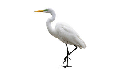 Great Egret standing on one leg, white plumage, long yellow beak, green eye patch, black legs, isolated PNG with Transparent Background