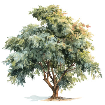 Neem Tree, watercolor vector, isolated on a white background.