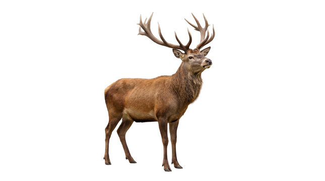 Majestic red deer stag with large antlers, full body, standing, isolated PNG with Transparent Background