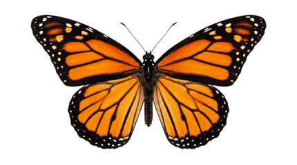 Fototapeta premium Monarch butterfly with orange and black wings, detailed patterns, isolated PNG with Transparent Background