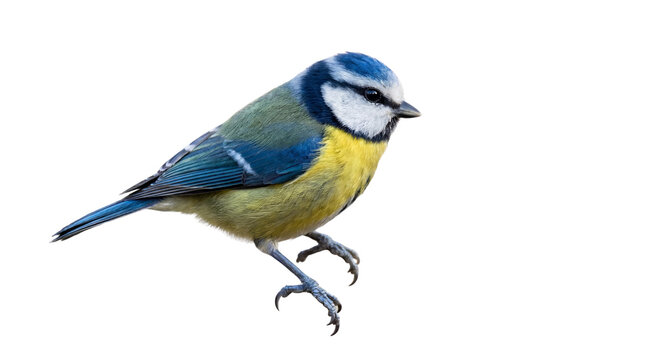 Blue tit bird with yellow chest and blue cap, small songbird isolated PNG with Transparent Background