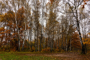 Obraz premium Autumn forest with birches and trees with golden yellow foliage. Natural scenic landscape during fall season for background.
