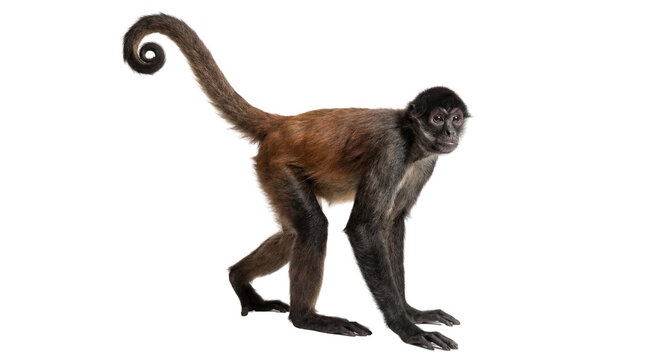 Brown and black spider monkey with long curled tail, side view isolated PNG with Transparent Background