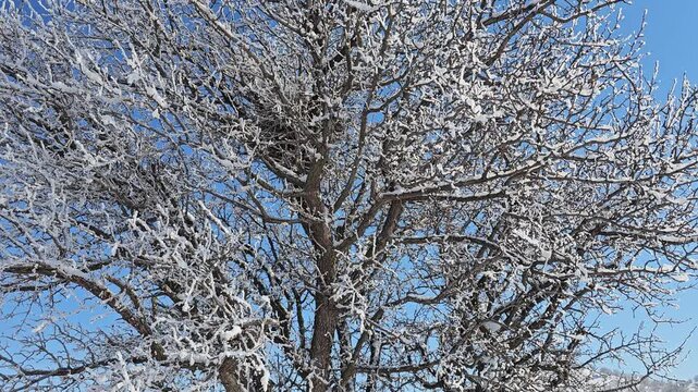 Snow-covered winter tree with frosty branches against a clear blue sky in a peaceful natural landscape.  
📍Marivan, Kurdistan 