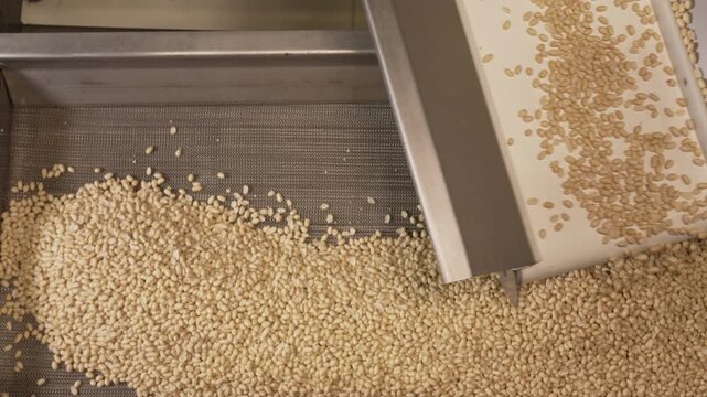 Processing and roasting of peanuts on an industrial scale. Industrial food production. Peanuts on conveyor belt in food processing plant production line