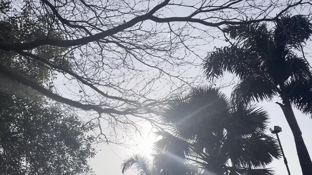 Bright rays of the sun make their way through the folio and branches of trees.