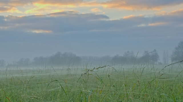 Blanket of spider webs over high flowering grass in a misty meadow under a colorful evening sky in Oude Kalevallei nature reserve, Vinderhoute, Flanders, Belgium
