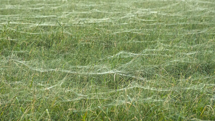 Blanket of spider webs over high flowering grass in a misty meadow 