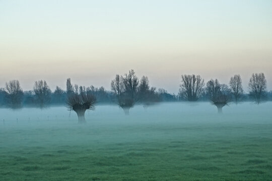 Misty meadow with bare pollard willow and poplar trees under a cloudy winter sky in Oude Kalevallei nature reserve, Vinderhoute, Belgium 