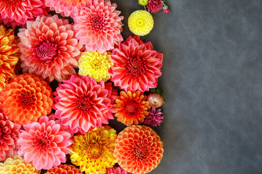 Background with different pink, orange and yellow Dahlia flowers. Colorful dahlia garden flowers, wallpaper backdrop. Blossoming dalias bloom