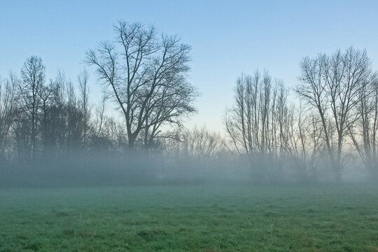  Misty meadow with bare willow and poplar trees under a cloudy winter sky in Oude Kalevallei nature reserve, Vinderhoute, Belgium
